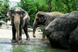 Cincinnati Zoo - Indian Elephant