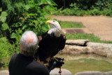 Cincinnati Zoo - Bald Eagle