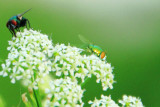 Insect life, Mt. Adams, Cincinnati, Ohio
