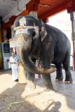 Kumbeshwara temple elephant, Kumbakonam, India