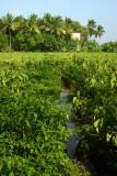 Palm Trees and Brinjal Fields, Umayalpuram,Tamil Nadu
