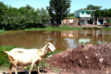 Barotgala