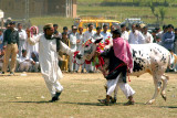 Ox