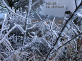 A Christmas Card 4 pbase friends .jpg