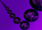Tulip Digital experiment01 72.jpg