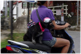 Pillion Pet