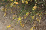 flowers_leaves_trees_plants_sticks