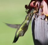 Hummingbird and Banana Flower
