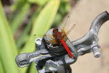 wildlife_in_my_yard