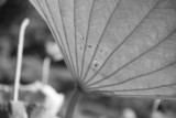 In Sydney Botanic Gardens
