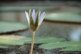 Adelaide Botanic Gardens