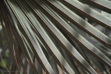 Adelaide Botanic Gardens