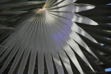 Adelaide Botanic Gardens
