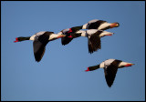 Shelducks at Ottenby