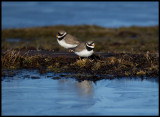 Ringed Plovers at a pond with blue ice