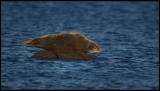 Resting Grey Seal at Ottenby