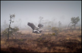 Very early in the morning (extremly low light) outside my hide at the bog - Crane mating