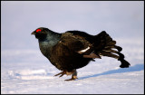 Male Black grouse in early morning light visiting the lekking place (-18 degrees below C)