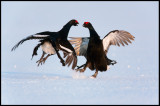 Black Grouse fight