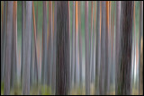 Pine forrest near Lessebo