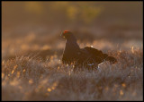 The lek has been going on for nearly one hour when the first sunlight arrives...