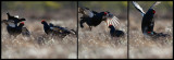 Two males fighting (notice the piece of herb in the air)