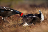 Oohh that hurts!  Black Grouse headbanging.....