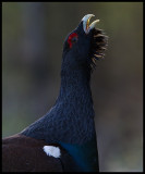 Male Cappercaillie - Smland