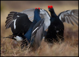 Black Grouses preparing for attack