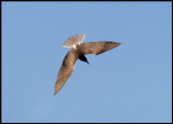 Black Tern (Chlidonias niger) in Lake Bergundasjön