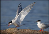 Common Terns in Lake Bergundasjön