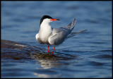 Common Tern resting in Lake Sdra Bergundasjn