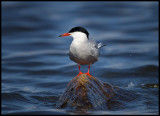 Common Tern resting in Lake Norra Bergundasjön