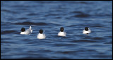 A flock of adult Little Gulls