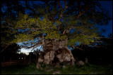 Kvilleken (Kvill Oak) Oldest tree in Sweden - 1000 years! . Midnight photo with 2 flashes and a torch.