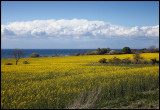 Beautiful coast-line at Albrunna