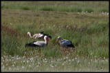 4 White Storks (yes there is one moore outside the picture) at Bjrby swamp