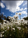 Common Cottongrass (Ängsull - Eriophorum angustifolium) Högsby