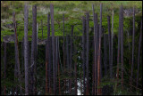 Forrest mirror - The trees seen in the water of St Idgölen - Norra kvill NP