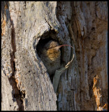 Good Morning - You like my tongue? Wryneck (Gktyta - Jynx torquilla) in nesting hole