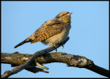 Wryneck (Göktyta - Jynx torquilla)