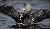 Black-throated Diver morning gymnastics