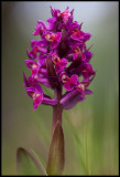 Broad-leafed Dactylorhiza (Adama & Eva - Dactylorhiza latifolia) Vraskruv