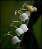 Lilly of the Valleys (Liljekonvalj - Convallaria majalis)