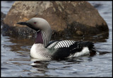 Black-throated Diver (Gavia arctica)