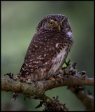 Pygmy Owl (Sparvuggla - Glaucidium passerinum) - Levanger Norway