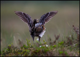 Lekking Great Snipe (Dubbelbeckasin - Gallinago media) Norway