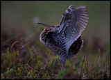 Great Snipe (Dubbelbeckasin - Gallinago media) flashing underparts of wings
