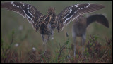 Two Great Snipes (Dubbelbeckasin - Gallinago media) starting a fight