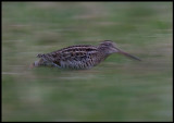 Great Snipe (Dubbelbeckasin - Gallinago media) running like a mouse between different parts of the lekkingplace